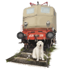 Golden Retriever with Train