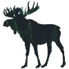Moose