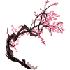 Sakura tree