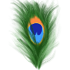 Pfauenauge