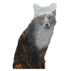 Fuchs