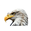 Majestic sea eagle
