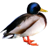Wildente