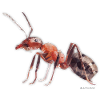 ant