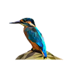 kingfisher