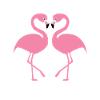 flamingos