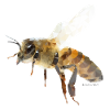 Biene