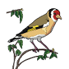 Chardonneret