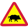 sign wild boar