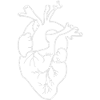 Heart Anatomy | White