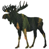Moose
