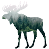 Moose