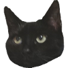 Cat's head black