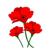 red poppies