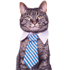 Office cat