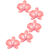 orchidee_2
