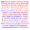 Bacteria list