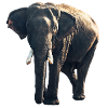 Elefant Tier