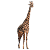 Giraffe Tier