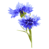 cornflower