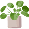 pilea