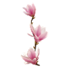 Magnolie