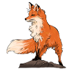 Beautiful fox