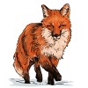Fox in the wild