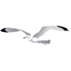 mouette