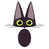 Black cat