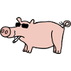 Cool Pig