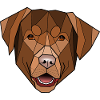 Chocolate Labrador - Folken