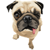 Twinky the Pug
