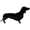 dachshund