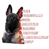 malinois
