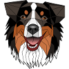 Australian Shepherd - Nisis