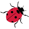 Ladybugs as good luck charms