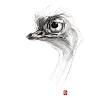Sketchy Ostrich