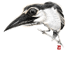Sketchy Bird # 01