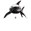 Sketchy Shark