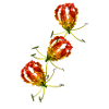 Flame Lily x 3