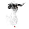 Sketchy Lama