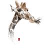 Sketchy Giraffe