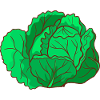 Wirsing Wirsingkohl Welschkohl Welschkraut Wirz