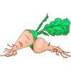 Sugar beet sugar beet
