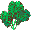 kale brown cabbage Cabbage Cabbage