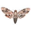 Night owls - skull moth