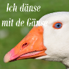 I'm with geese