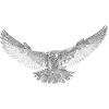 Hawk drawn