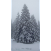 Fir tree in the snow